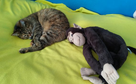 Кошка Дара с обезьянкой